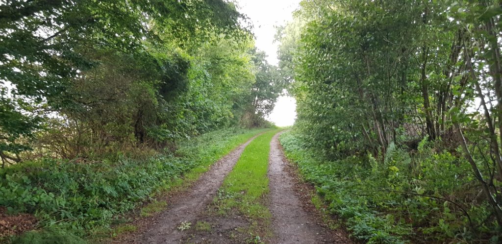 In der Bildmitte ist ein Feldweg zu sehen, der in einer leichten Rechtskurve in den weiß überstrahlenden Hintergrund mündet. Rechts und links des Weges sind Knicks zu sehen.