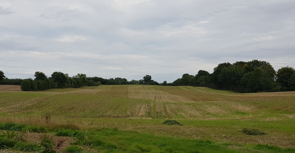 Das Bild zeigt ein abgemähtes Feld, das von Knicks eingerahmt ist.